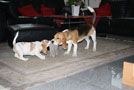 Beaglewelpen beim Tauziehen